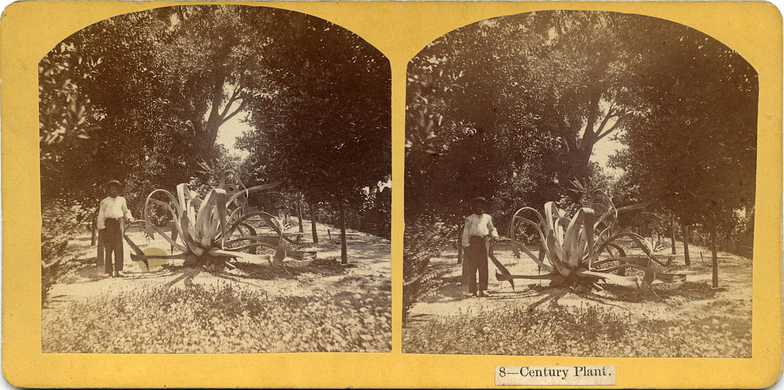 Antique Real Photo Stereoview Jacksonville, FL: This stereoviews is original from the epoch . The stereoviews we are offering come mainly from collectors in the U.S.A. and constitute wonderful testimonies of past time that tend to be unique. They h