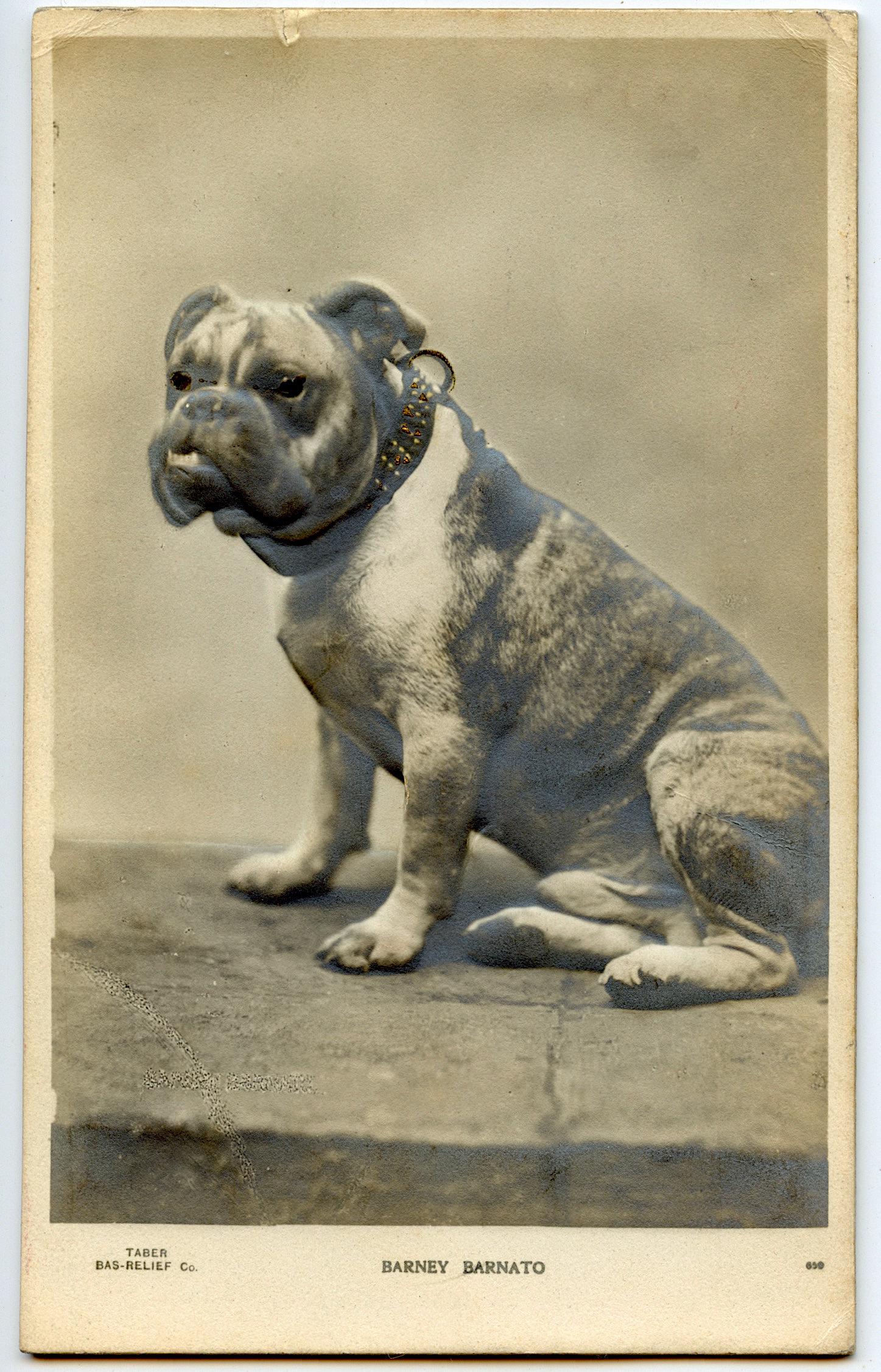 Antique Old Scarce Real Photo Postcard Bulldog Dog: Provenance: from a collector in Los Angeles, CA. The dimensions of an antique/vintage postcard are Approx. 5.5"x 3.5" (small variances can occur). ABOUT SHIPPING: This lot is located in Boca Raton, Fl
