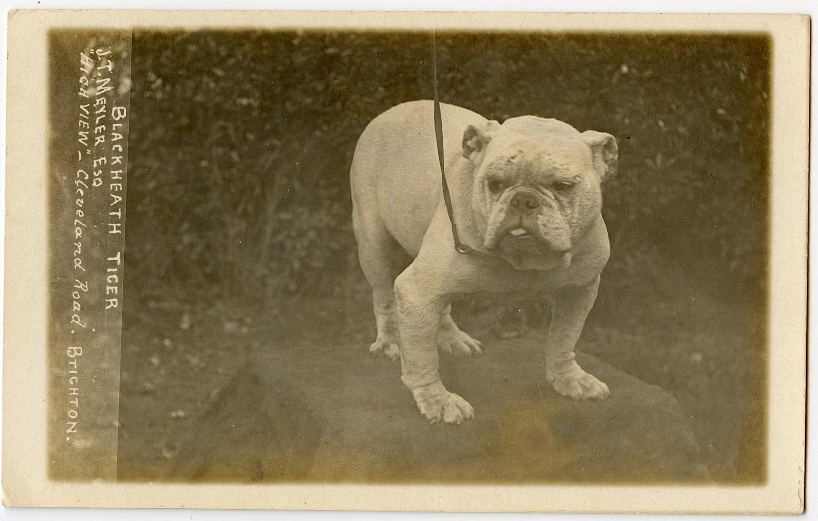 Antique Old Scarce Real Photo Postcard Bulldog Dog: Provenance: from a collector in Los Angeles, CA. The dimensions of an antique/vintage postcard are Approx. 5.5"x 3.5" (small variances can occur). ABOUT SHIPPING: This lot is located in Boca Raton, Fl