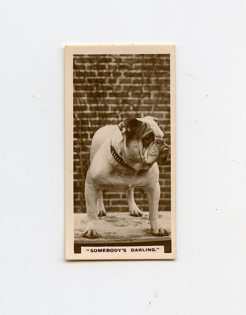 Antique Old Scarce Real Photo Tradecard Bulldog Dog: Provenance: from a collector in Los Angeles, CA. The dimensions of an antique/vintage postcard are Approx. 5.5"x 3.5" (small variances can occur). ABOUT SHIPPING: This lot is located in Boca Raton, Fl