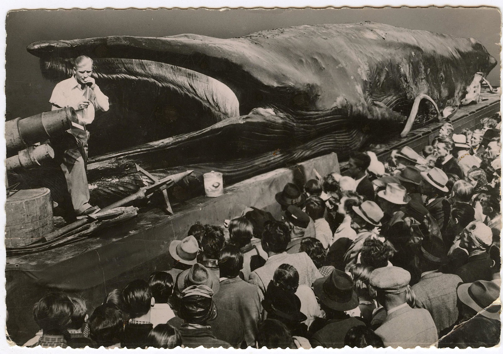 Vintage Real Photo Postcard The Giant Whale: The lots offered in this sale come to us from three estates of deceased American collectors. We are specifying: 1. The mediums (es. original hand painted, prints). 2. The signature we were able to dec