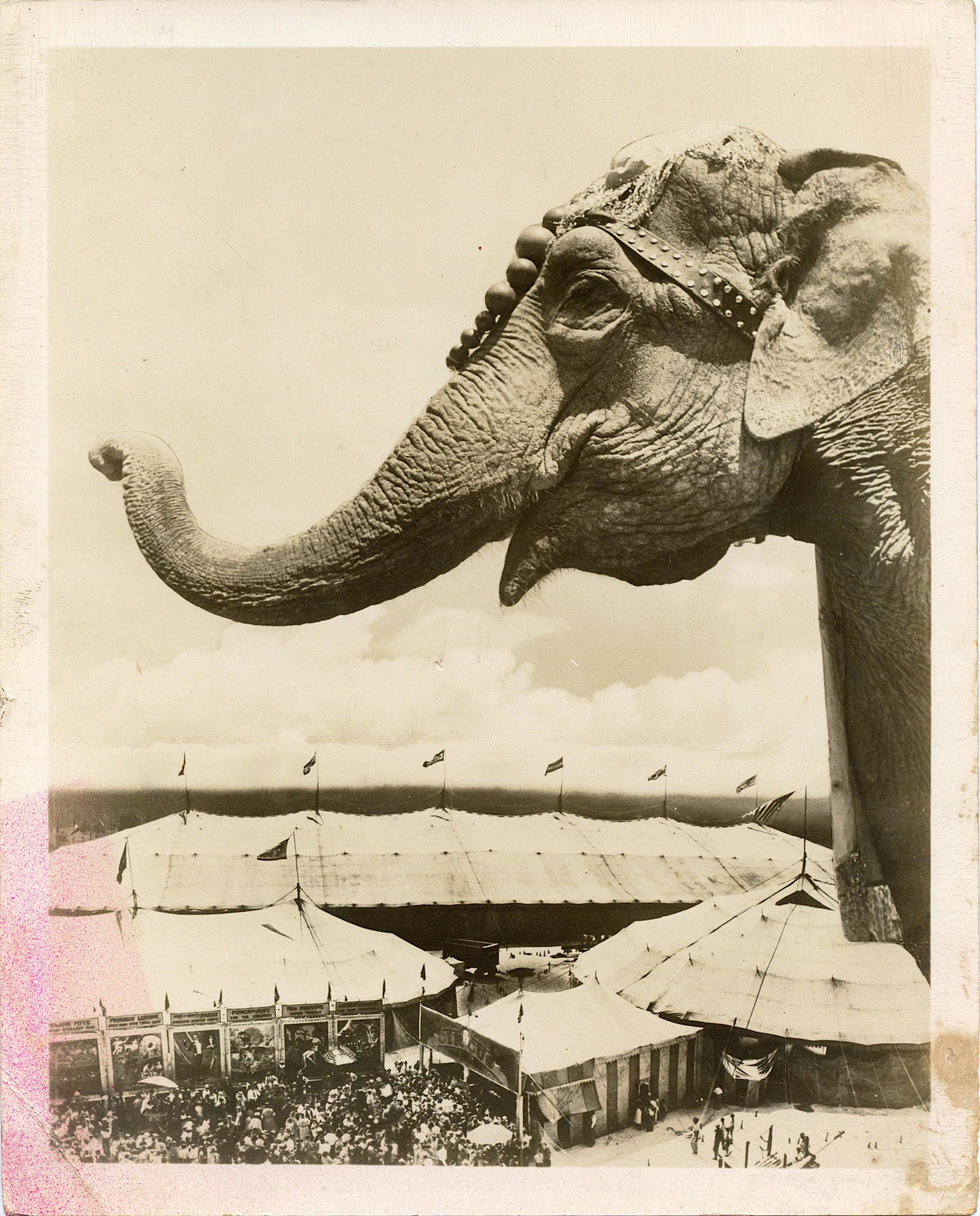 Vintage Real Photo Original Circus Actors Elephants: Provenance: from a collector in Los Angeles, CA. We have included quality images to show their condition. The dimensions are Approx. 10" x 8" (small variances can occur). This lot is located in Boca R
