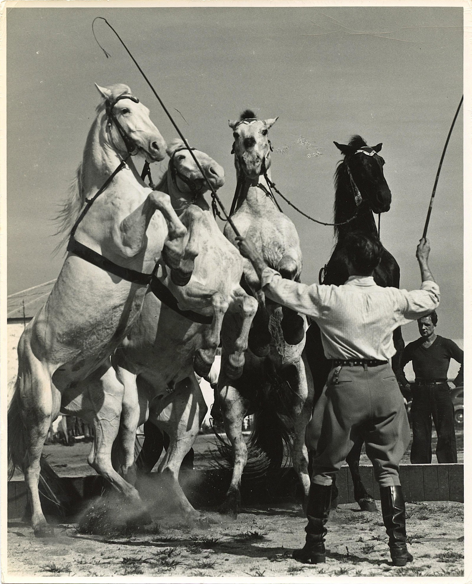Vintage Real Photo Original Circus Actors Elephants: Provenance: from a collector in Los Angeles, CA. We have included quality images to show their condition. The dimensions are Approx. 10" x 8" (small variances can occur). This lot is located in Boca R