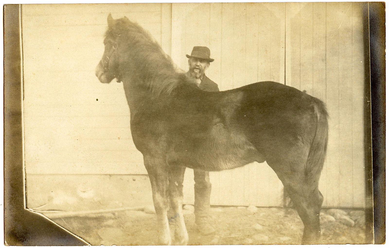 Antique Postcard Real Photo Horse (1 of 2)
