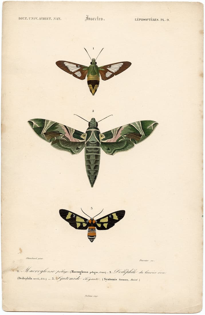 Original Hand Colored Litho Dict. Univ. D'Hist. Nat. Fournier 1849 (1 of 1)