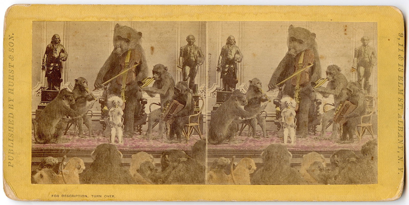 Antique Rare Original Stereoview Animal Orchestra Auction