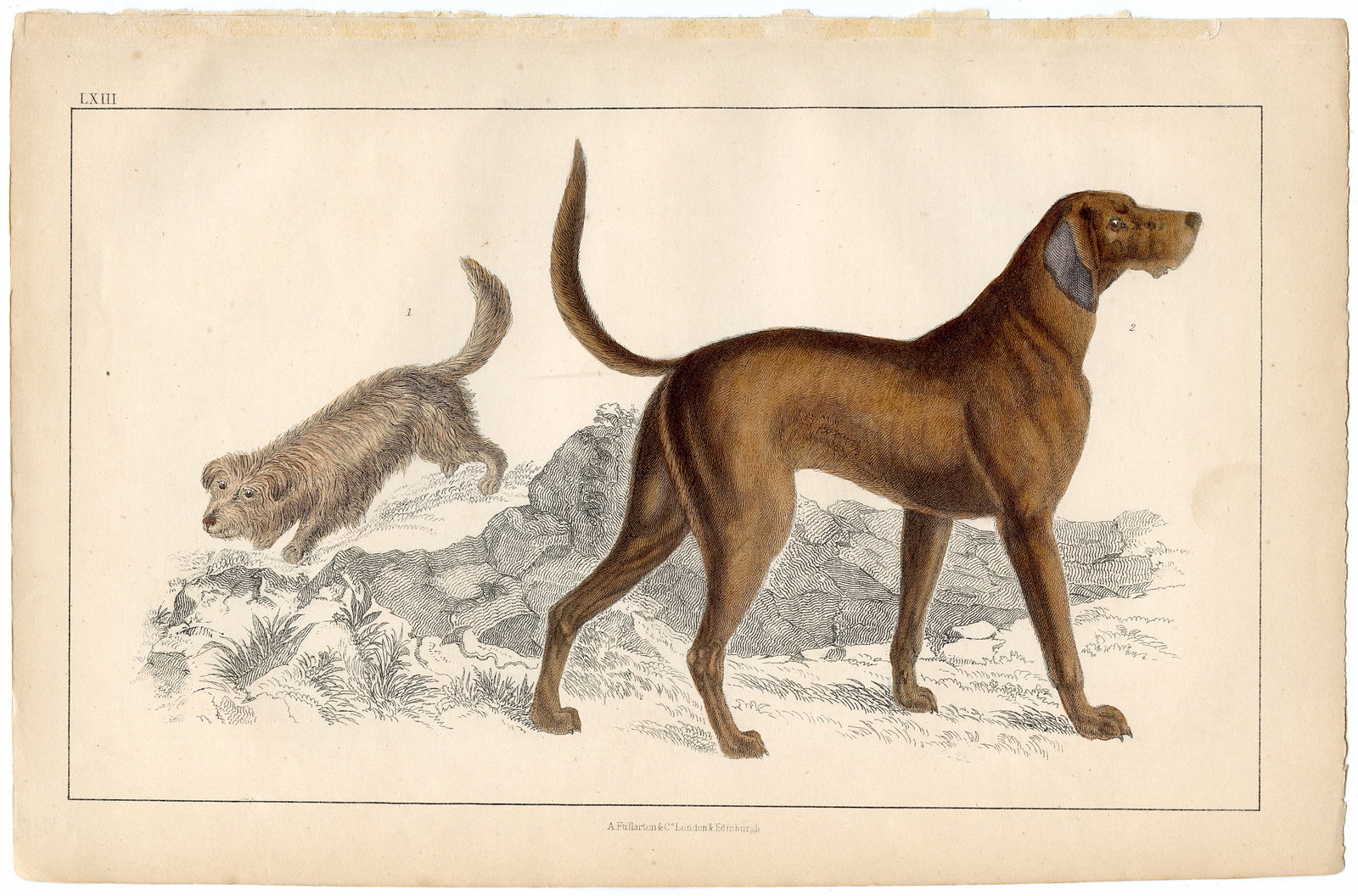 Antique Original Colored Print 1820s Two Dogs: We have included many images to show it's actual condition. The paper dimensions are Approx. 6.75" x 10.25". This lot is located in Boca Raton, Fl and its shipment will be made directly by Artelisted.