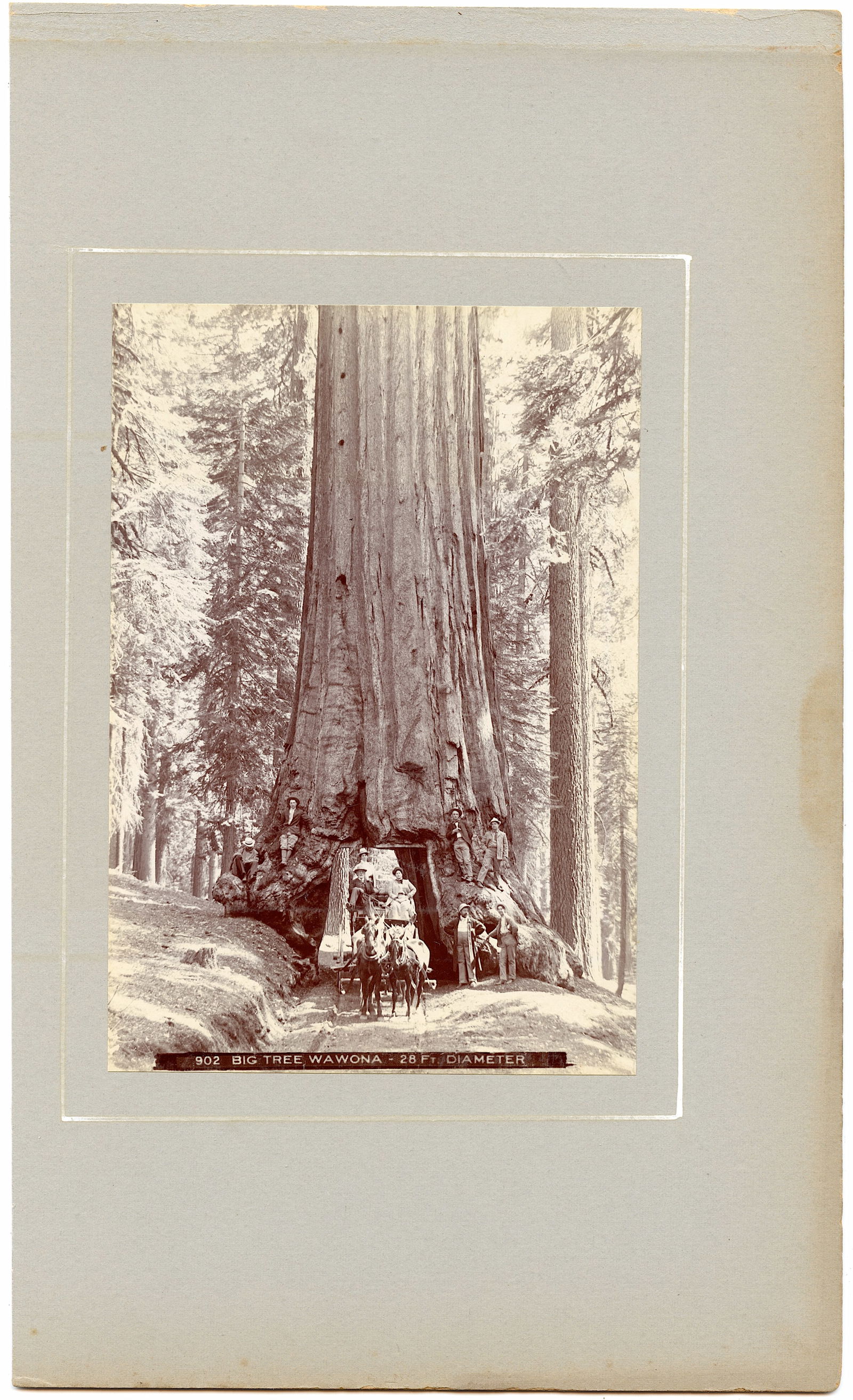 Antique Photo Big Tree Wawona 28' Diameter California (1 of 2)