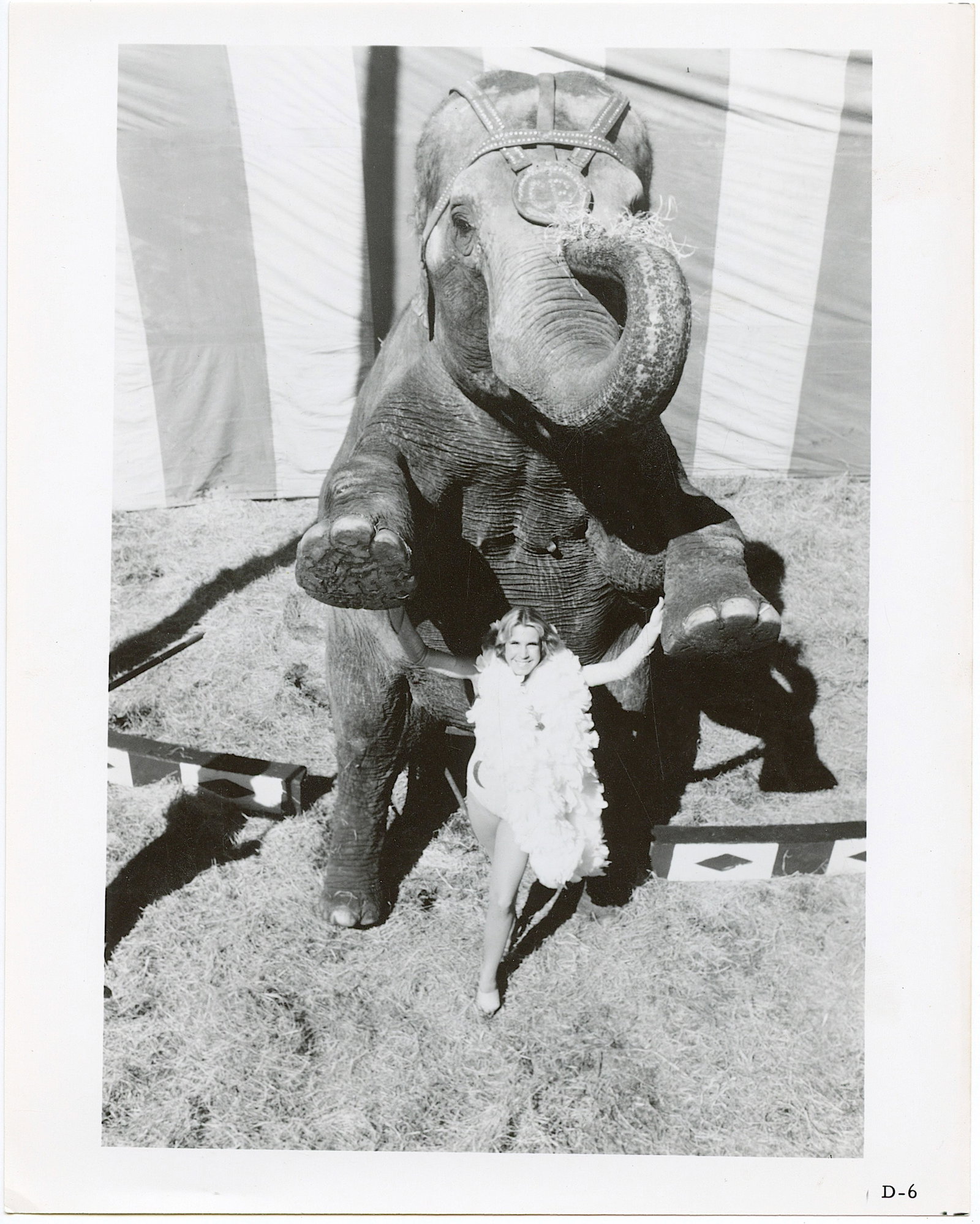 Vintage Rare Original Collectible Photo Circus Elephant: Provenance from a collector in LA, California. The dimensions are Approx. 10" x 8". We have included quality scans to show it's actual condition. This lot is located in Boca Raton, Fl and its shipment