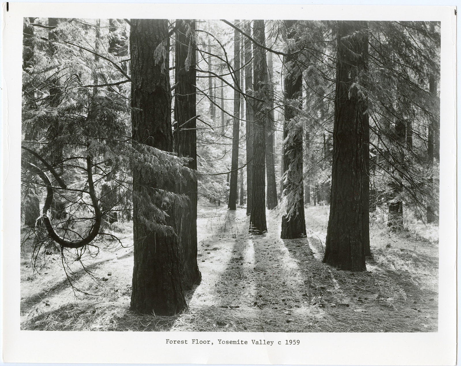 Vintage Type II Gelatine Photo ANSEL ADAMS - Yosemite Valley: The provenance of this lot is from the estate of "Speakeasy Antiques" in New York. The dimensions are Approx. 8" x 10". . We have included quality scans to show it's actual condition. This lot is loca