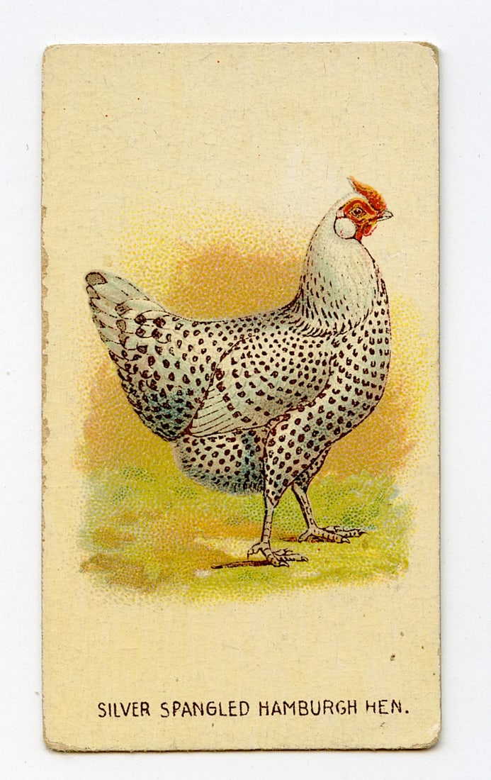 FOWLS, Silver Spangled Hamburgh #13 All Tobacco Dealers, 19th C.: Antique Trade Card with provenance from a PBC Collector. We have included quality scans to show it's actual condition. This lot is located in Boca Raton, Fl and its shipment will be made directly by A