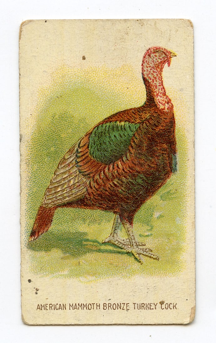 FOWLS, American Mammoth Turkey #29 All Tobacco Dealers, 19th C.: Antique Trade Card with provenance from a PBC Collector. We have included quality scans to show it's actual condition. This lot is located in Boca Raton, Fl and its shipment will be made directly by A