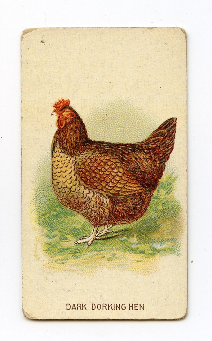 FOWLS, Dark Dorking #21 All Tobacco Dealers, 19th C.: Antique Trade Card with provenance from a PBC Collector. We have included quality scans to show it's actual condition. This lot is located in Boca Raton, Fl and its shipment will be made directly by A