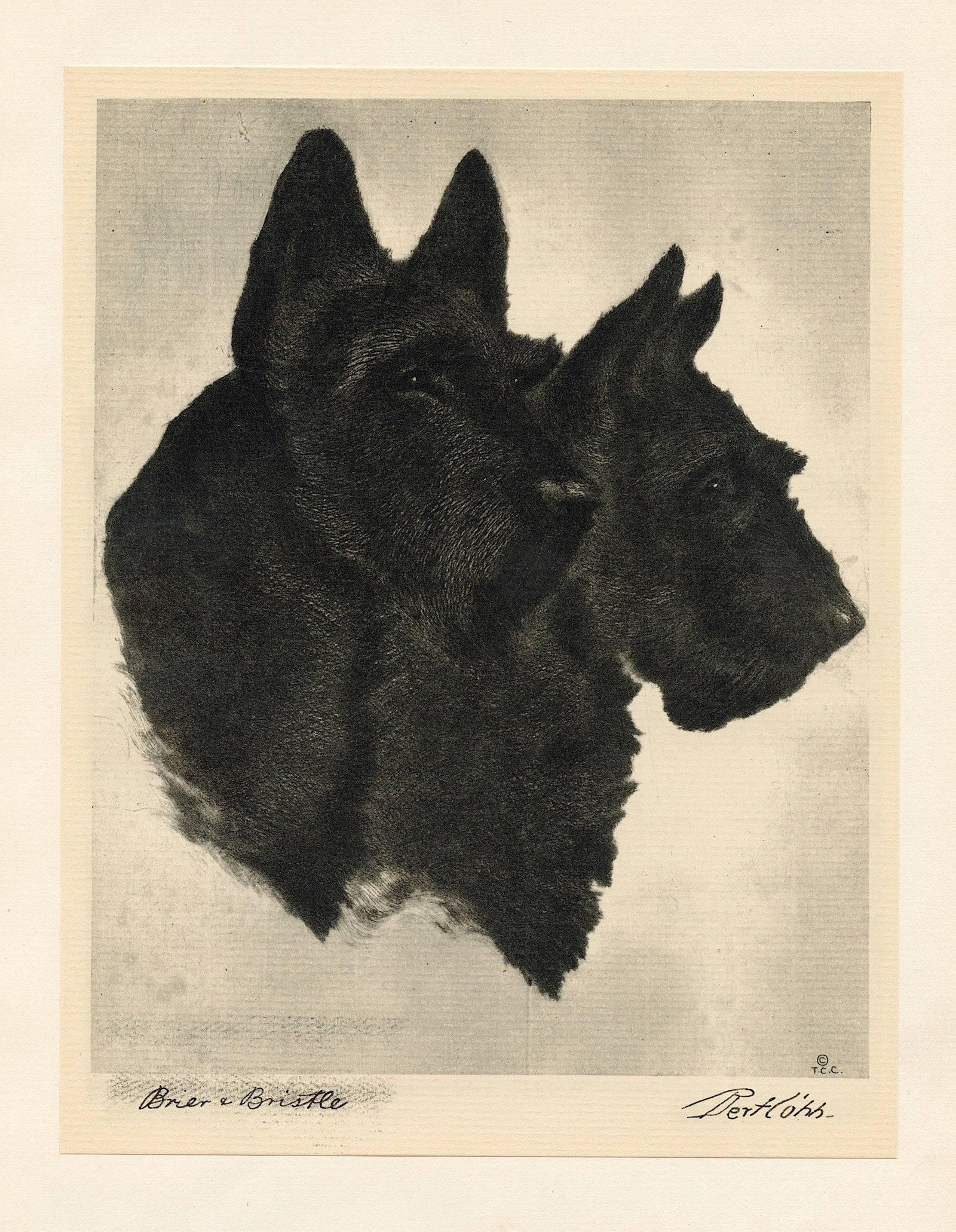 Vintage 1931  B/W Plate Portrait of Dog by Bert  COBB (1 of 1)