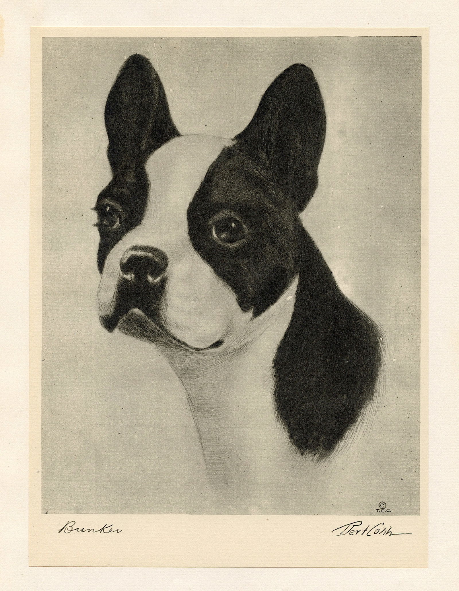 Vintage 1931  B/W Plate Portrait of Dog by Bert  COBB (1 of 1)
