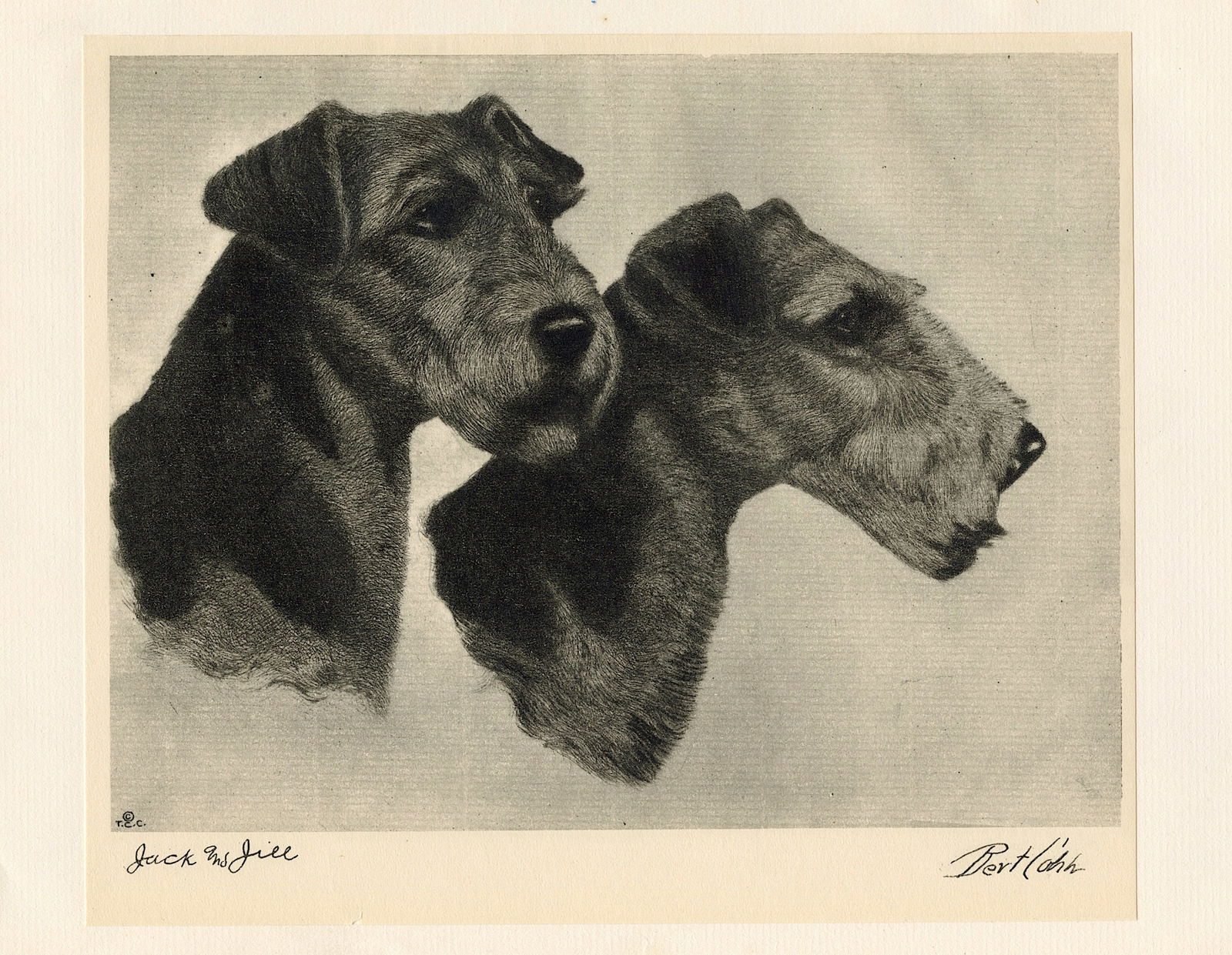 Vintage 1931  B/W Plate Portrait of Dog by Bert  COBB (1 of 1)