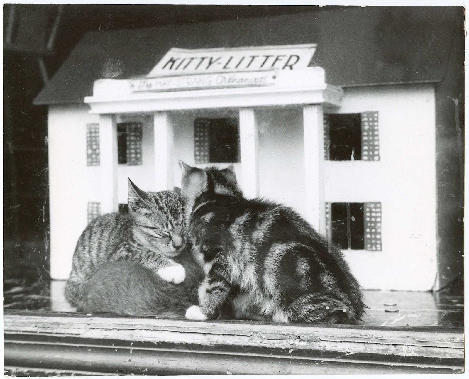 Original Photography by HERB FLATOW Serie Kitty Orphanage: This lot is coming from the estate of a collector in RI. We have included a quality scan to show it's actual condition. The dimensions are Approx. 10" x 8" (some variances can occur). This lot is loca