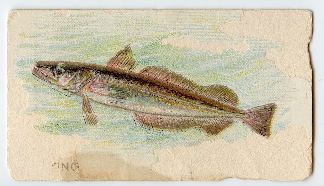 Tradecard Sweet Caporal Cigarettes Fish Series WHITING (1 of 2)