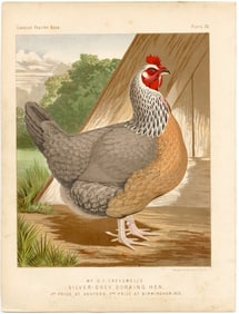 1890s Original Chromolithograph English Poultry Print Plate 36