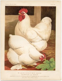1890s Original Chromolithograph English Poultry Print Plate 14