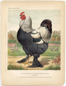 1890s Original Chromolithograph English Poultry Print Sultan