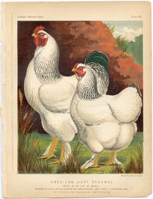 1890s Original Chromolithograph English Poultry Print Plate 43