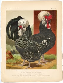 1890s Original Chromolithograph English Poultry Print Plate 24