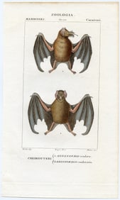 1842 Fine Hand Colored Italian Copperplate Engraving  Bats