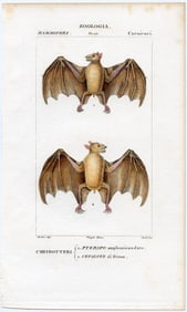 1842 Fine Hand Colored Italian Copperplate Engraving  Bats