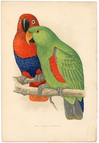 1884-1887 New Guinea Eclectus Parrots in Captivity