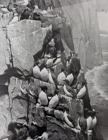 Original Photography by HERB FLATOW  N.Y.Serie Murres Bird