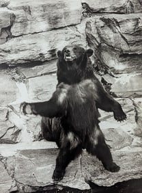 Original Photography by HERB FLATOW  N.Y.Serie Bear