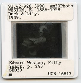 Vintage Art Quality Slide Photograph Edward WESTON Duck & Lily