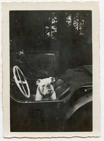 Original Photo Dog English Bulldog on Car 2.5" x 3.5"