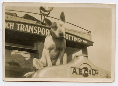 Original Photo Dog English Bull Terrier on Truck in Nottingham 2.5" x 3.5"