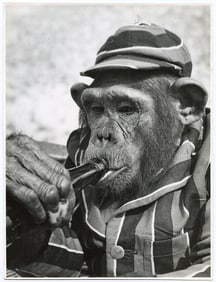 Vintage 1960 Photo Chimpanzee Drinking Beer 10" x 8"