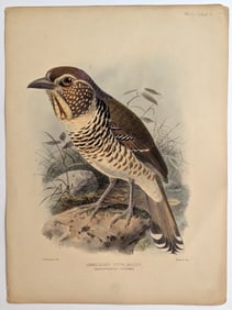 Antique Original Hand Colored Litho Dresser - Shortlegged Pitta Roller