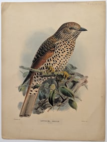 Antique Original Hand Colored Litho Dresser - Comoran Cuckoo-Roller