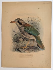 Antique Original Hand Colored Litho Dresser - Scaly Ground Roller