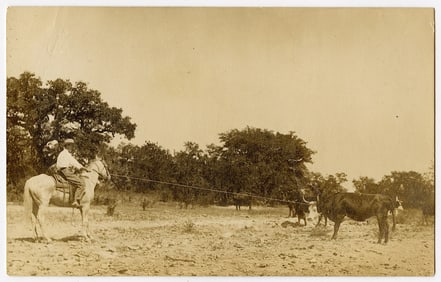 RPPC Cowboy Withs Roped Long Horne Steer, Posted 1911 TX