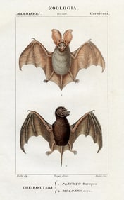 1842 Authentic Hand Colored Italian Copperplate Engraving Bats