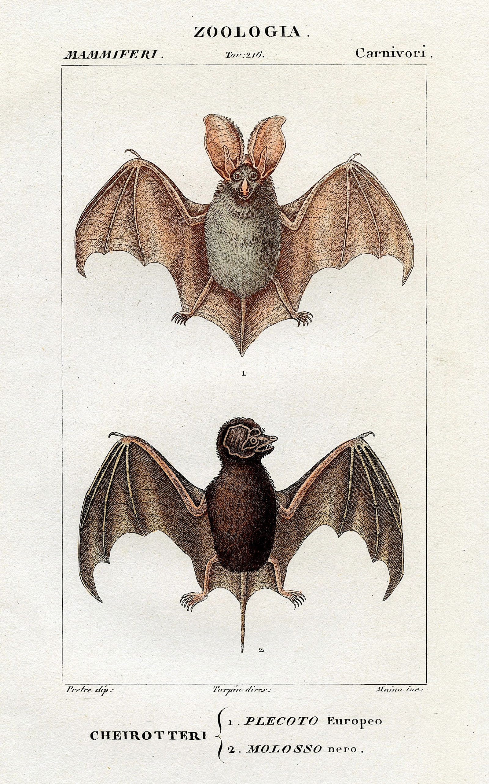1842 Authentic Hand Colored Italian Copperplate Engraving Bats: Published in Florence, Italy 1842 Dizionario Dell Scienze Naturali. We have included a quality scan to show it's actual condition. The dimensions are Approx. 9" x 5.5". This lot is located in Boca Rat