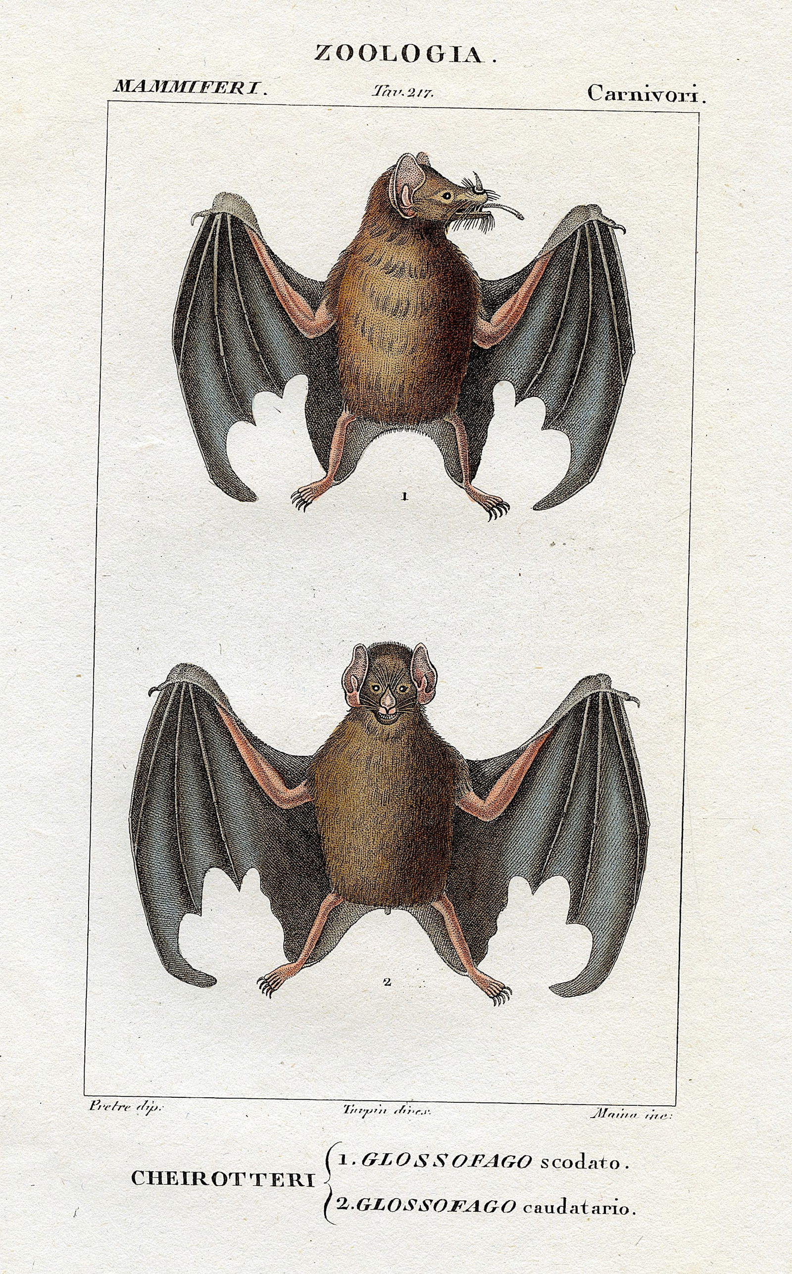 1842 Authentic Hand Colored Italian Copperplate Engraving Bats: Published in Florence, Italy 1842 Dizionario Dell Scienze Naturali. We have included a quality scan to show it's actual condition. The dimensions are Approx. 9" x 5.5". This lot is located in Boca Rat
