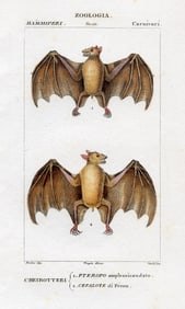 1842 Authentic Hand Colored Italian Copperplate Engraving Bats
