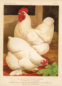 1890s Original Chromolithograph English Poultry Colored Print Plate 14