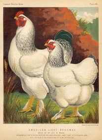 1890s Original Chromolithograph English Poultry Colored Print Plate 43