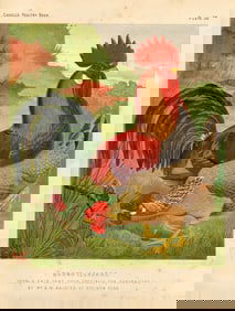 1890s Original Chromolithograph English Poultry Colored Print Plate 38