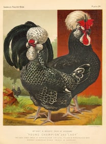 1890s Original Chromolithograph English Poultry Colored PrintPlate 24