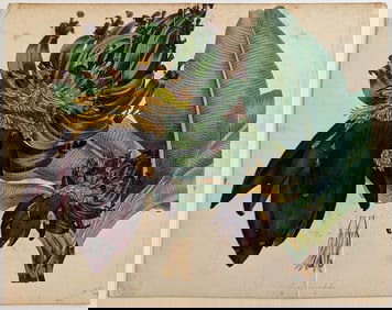 "Musa Cavendishii" - Bananen banana tree Bananenbaum, 1833