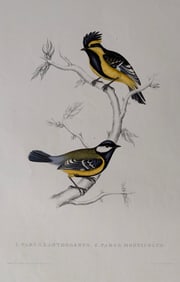 Gould – Himalaya – 29 – Parus Xanthogenys – Parus Monticolus